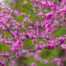 Redbud