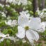 White Dogwood