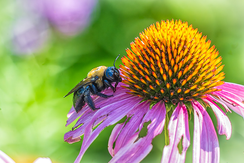 Master Gardener Series